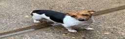 Jack Russell dogs for sale: Exceptional litter of male & female Jack RussellS - Advert 5
