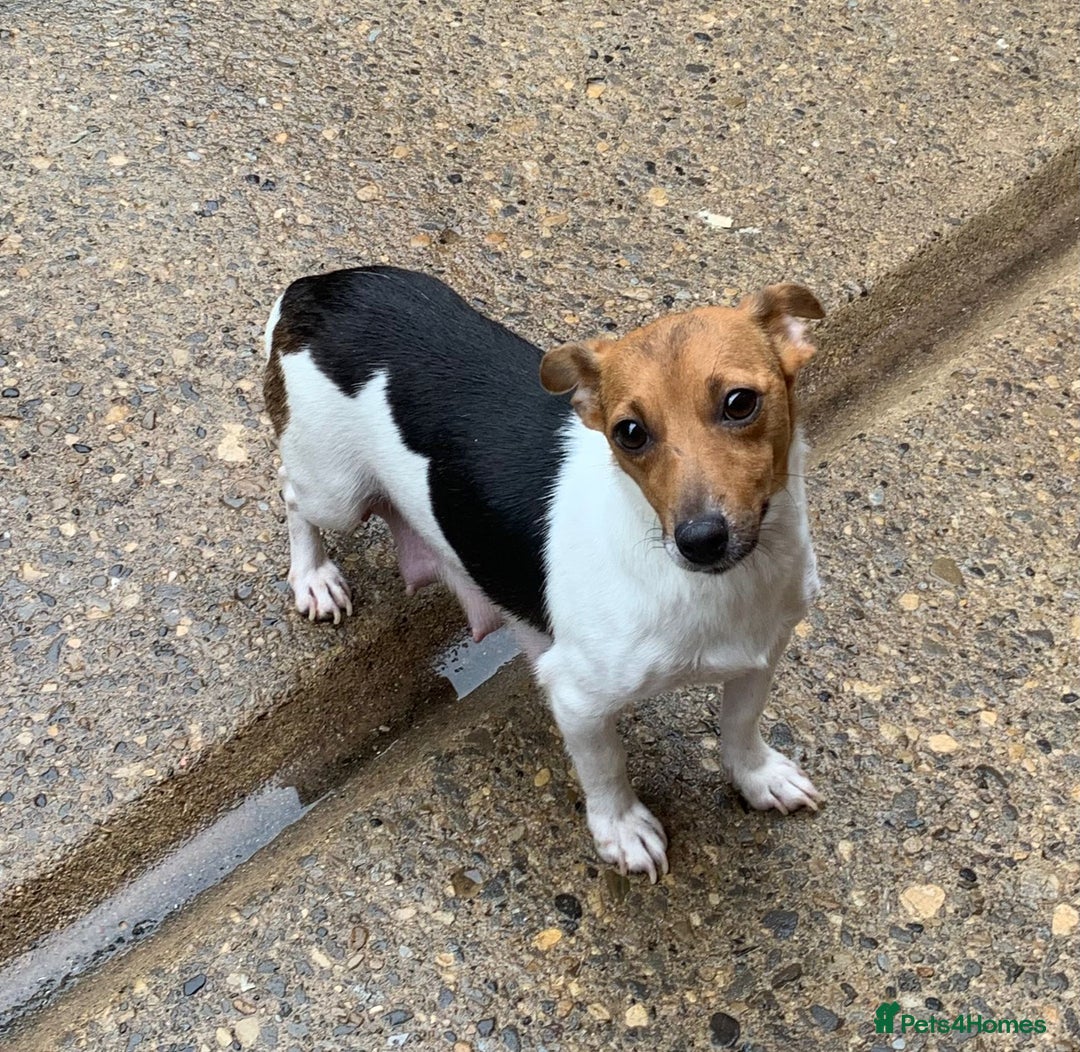 Jack Russell dogs for sale: Exceptional litter of miniature Jack RussellS - Image 23
