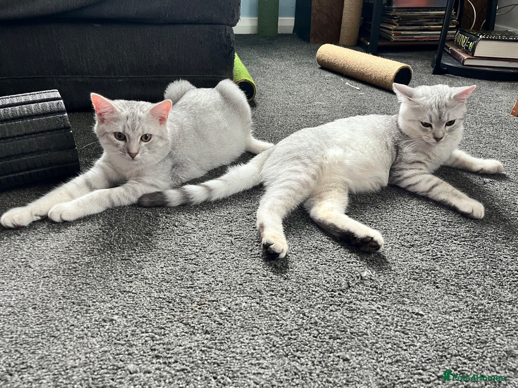 British Shorthair cats 2 boy BSH kittens left! - Advert 2