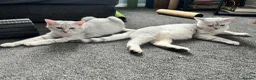 British Shorthair cats for sale: 2 boy BSH kittens left! (£500 for both) - Advert 4