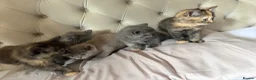 British Shorthair cats for sale: Full British blue kittens - Advert 5