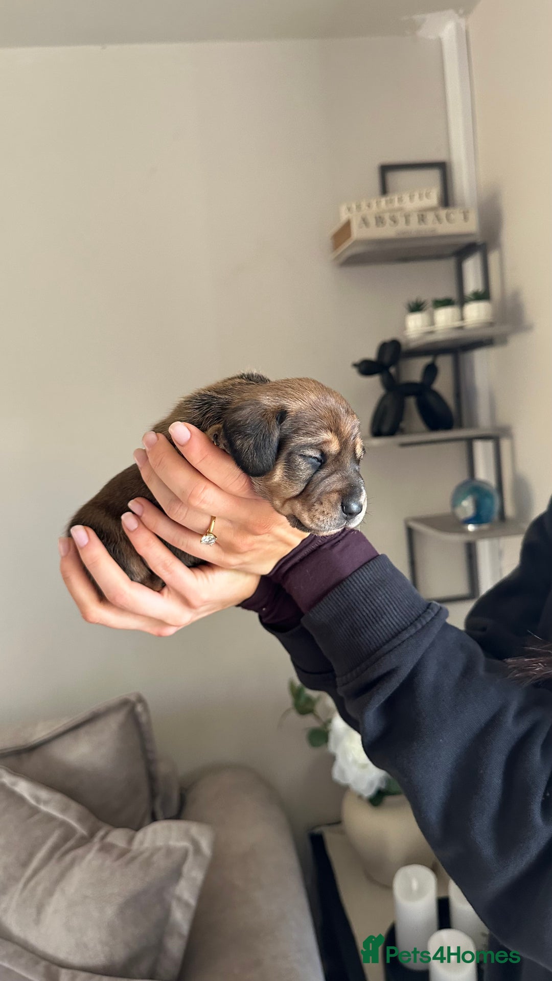 Miniature Dachshund dogs for sale: 5 beautiful miniature Daschund puppies  - Advert 12