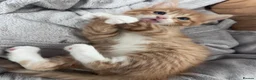 Mixed Breed cats for sale: 🐾 ✨ Kittens ready this weekend 🧡💛 - Advert 13
