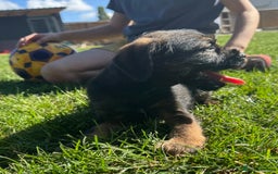 Border Terrier dogs for sale: Border terrier puppies for sale - Image 7