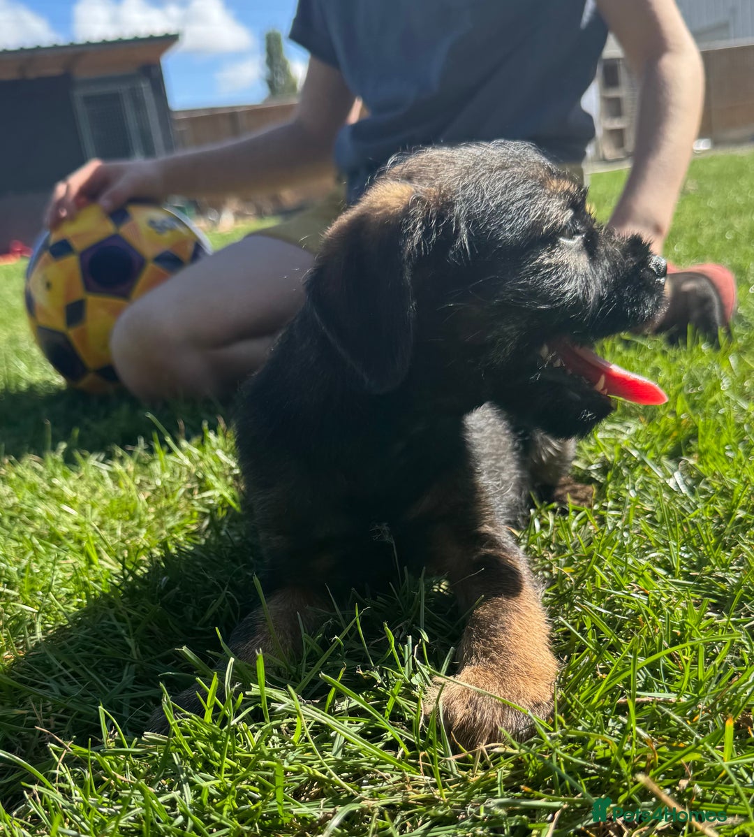 Border Terrier dogs for sale: Border terrier puppies for sale - Image 7