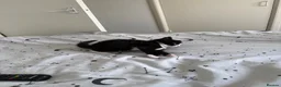 Domestic Shorthair cats for sale: White black cat  - Advert 10