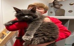 Maine Coon cats for sale: Pure Maine Coons - Image 6