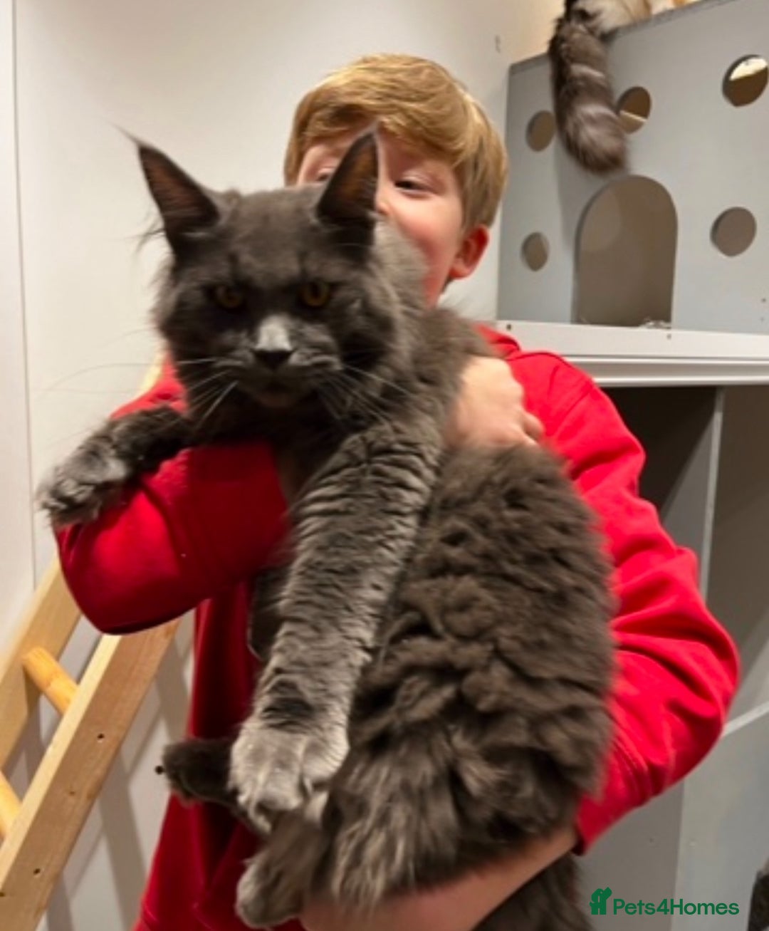 Maine Coon cats for sale: Pure Maine Coons - Image 6