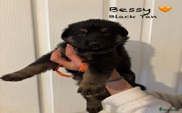 German Shepherd dogs for sale: K.C German Shepherd Puppies  - Image 8