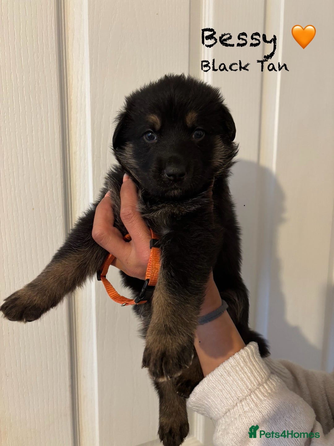 German Shepherd dogs for sale: K.C German Shepherd Puppies  - Image 8