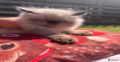 Persian cats - Advert 12