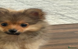 Pomeranian dogs for sale: Pomeranian puppy - Image 6