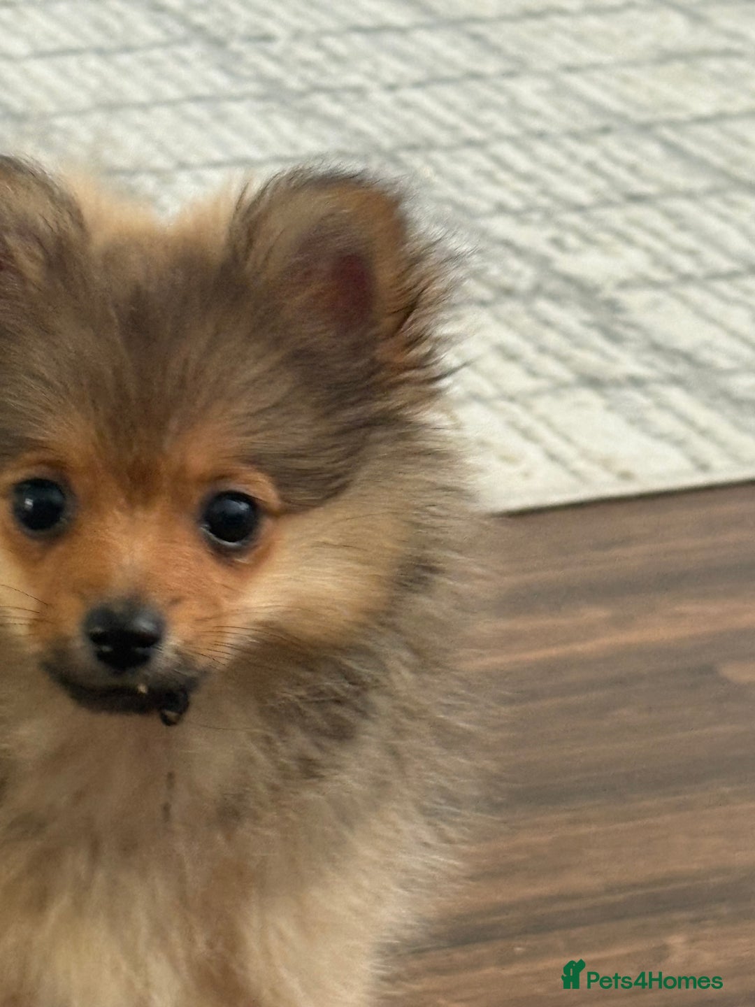Pomeranian dogs for sale: Pomeranian puppy - Image 6