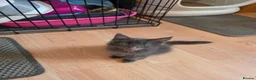Maine Coon cats for sale: TICA REGISTERED STUNNING KITTENS  - Advert 11