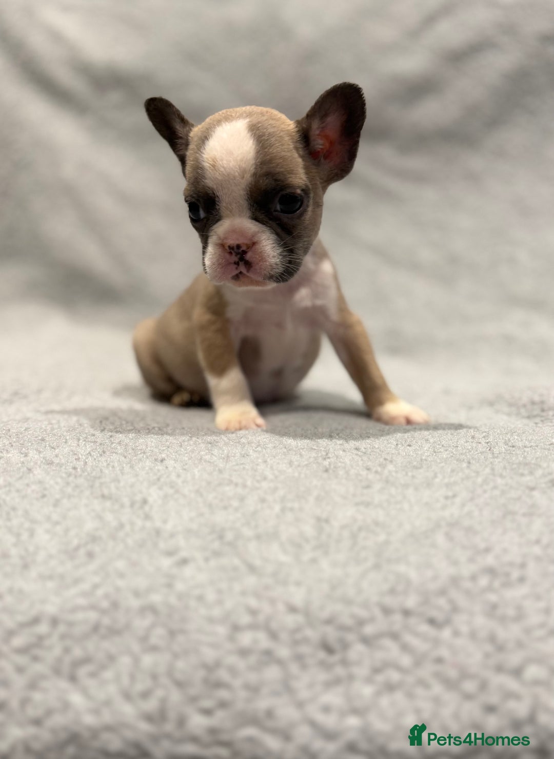 French Bulldog dogs for sale: 🐶 Beautiful Litter Of French Bulldogs 🐶 - Advert 3
