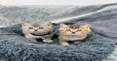 British Shorthair cats - Advert 7
