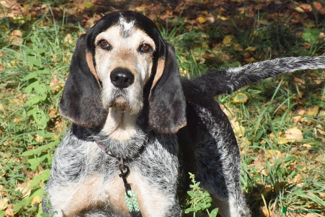 Grand Bleu De Gascogne dogs for adoption: Thor  - Image 1