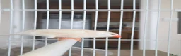 Finches birds for sale: Mixed aviary born Zebra Finch - Advert 9