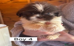 Shih Tzu dogs for sale: Four shih tzu boy puppy’s for sale. - Image 14