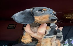 Dachshund dogs for sale: Kc reg first vac chipped licensed bundles of love  - Image 4