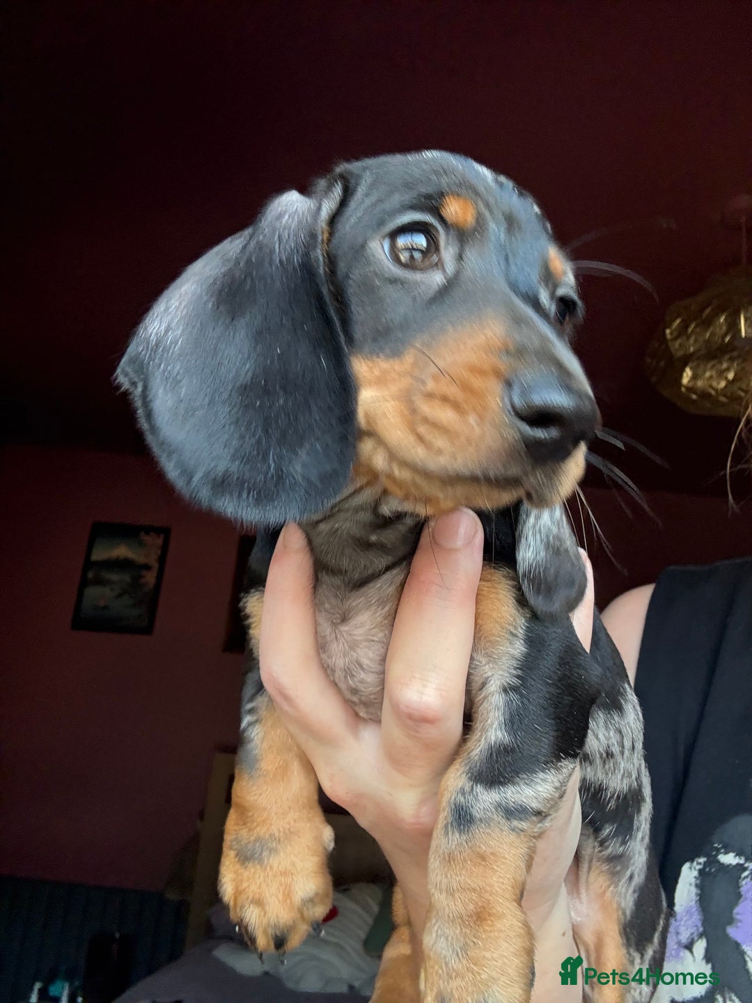Dachshund dogs for sale: Kc reg first vac chipped licensed bundles of love  - Image 4