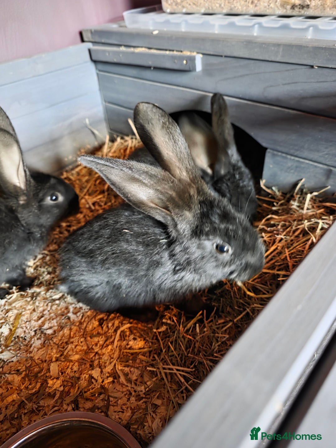 Continental Giant rabbits for sale: Black continental rabbits  - Advert 2