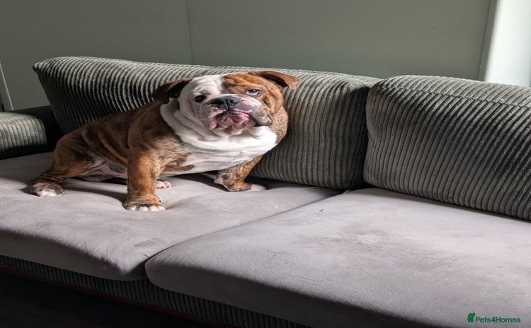 English Bulldog dogs - Advert 2