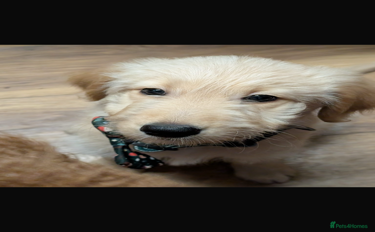 Goldendoodle dogs - Advert 5