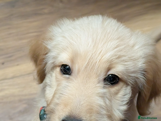 Goldendoodle dogs - Advert 32