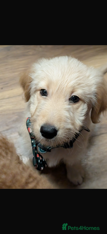 Goldendoodle dogs - Advert 2