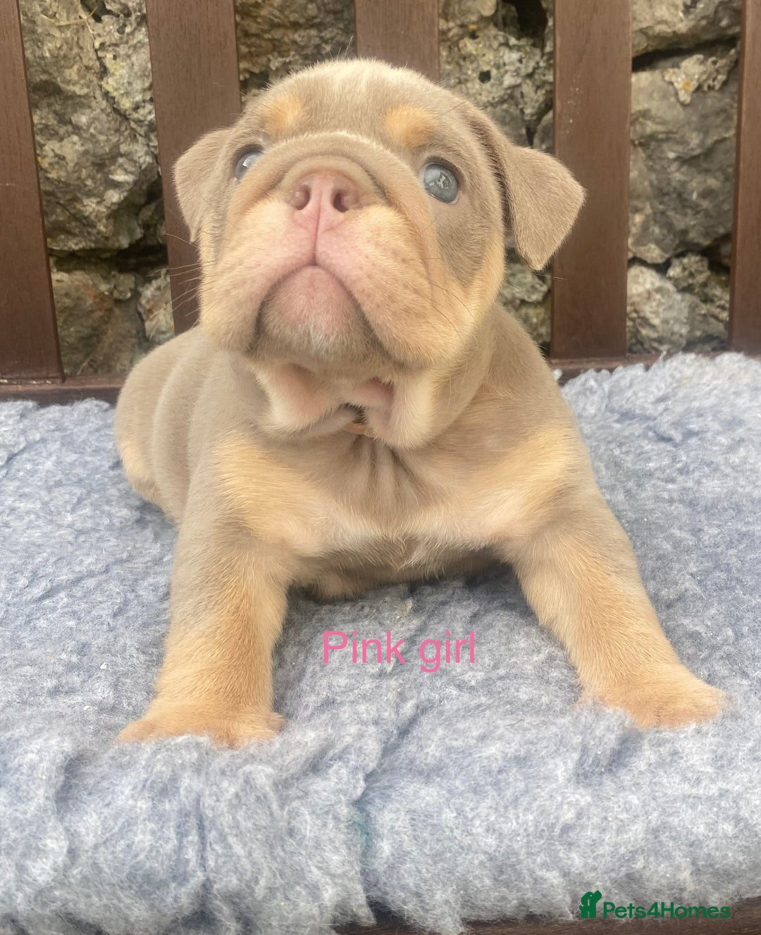 English Bulldog dogs for sale: KC REGISTERED LILAC & TAN ENGLISH BULLDOG PUPS - Image 17