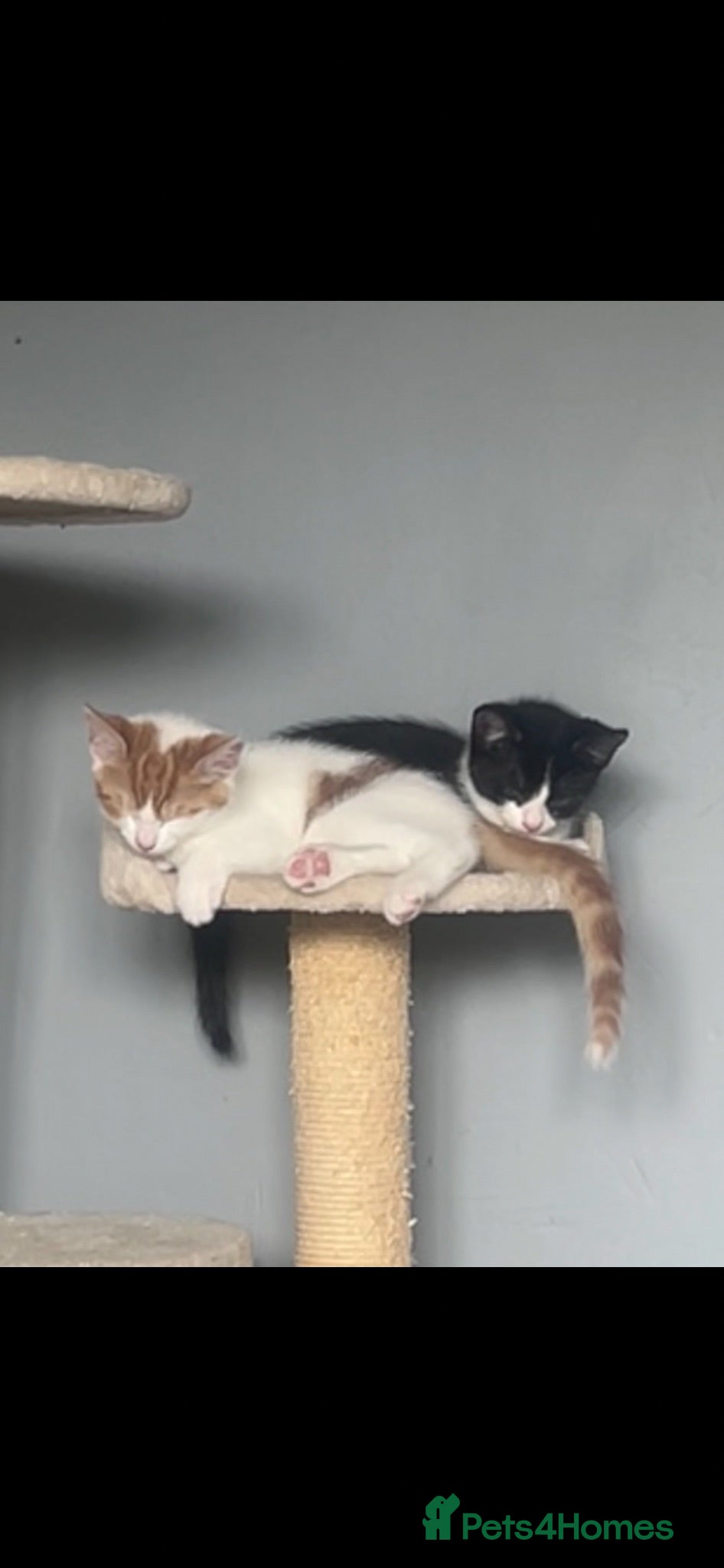 Norwegian Forest Cat cats Kitten  - Advert 1
