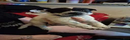 Mixed Breed dogs for sale: 7 beautiful Huskita’s for sale😍 - Advert 7