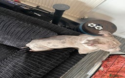 American Bully dogs for sale: Standard bully puppies ready to go - Image 9