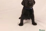 Labrador Retriever dogs 🐾🧡READY BEAUTIFUL Kc Labrador PUPPIES 🧡🐾 - Advert 1
