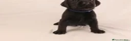 Labrador Retriever dogs for sale: 🐾🧡READY 1 BOY LEFT Kc Labrador PUPPIES 🧡🐾 - Advert 15