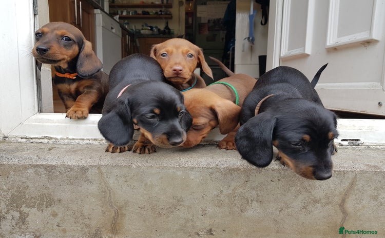 Dachshund dogs - Advert 4
