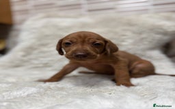 Hungarian Vizsla dogs for sale: 10 Hungarian Vizsla puppies - 6 boys & 4 girls - Image 18
