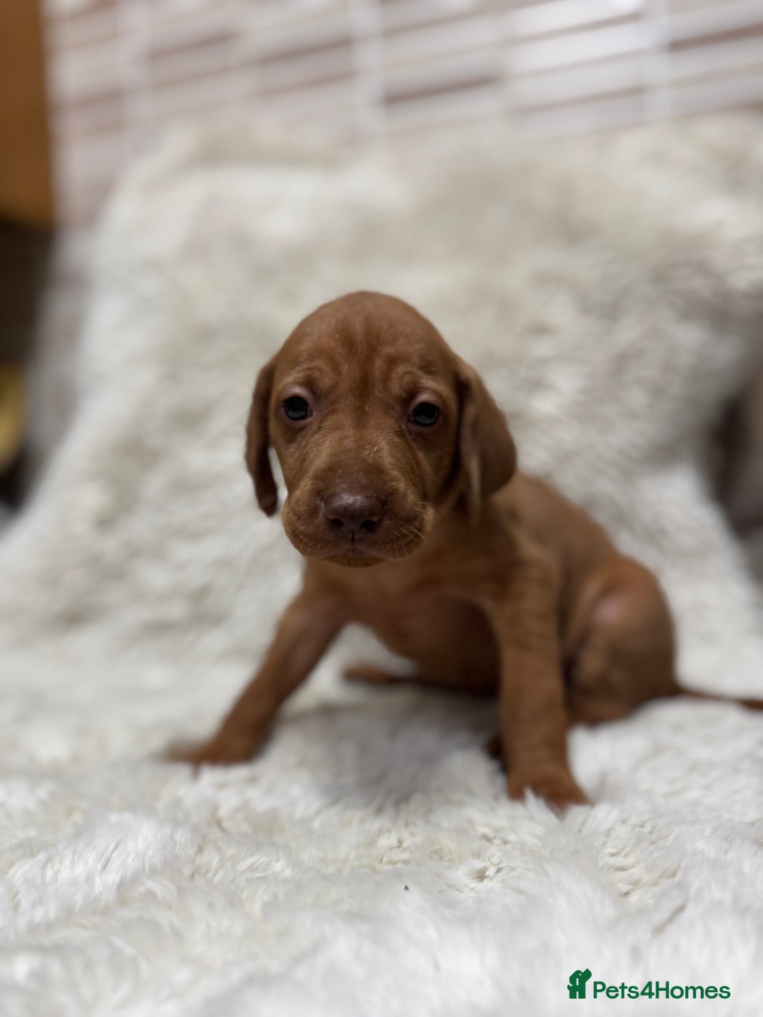 Hungarian Vizsla dogs for sale: 10 Hungarian Vizsla puppies - 6 boys & 4 girls - Image 18