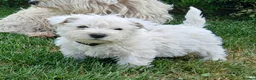 West Highland Terrier dogs for sale: KC Registered Westie Puppies - Advert 4