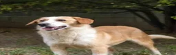 Mixed Breed dogs for adoption: Meet Wilf ❤️ (formerly known as Whitey) - Advert 5