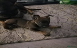 Belgian Shepherd Dog dogs for sale: Female Belgian malinois  - Image 4