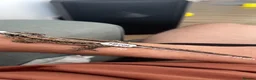 Gecko reptiles for sale: Red Striped Gargoyle Gecko - Male in Bishop's Stortford - Advert 4
