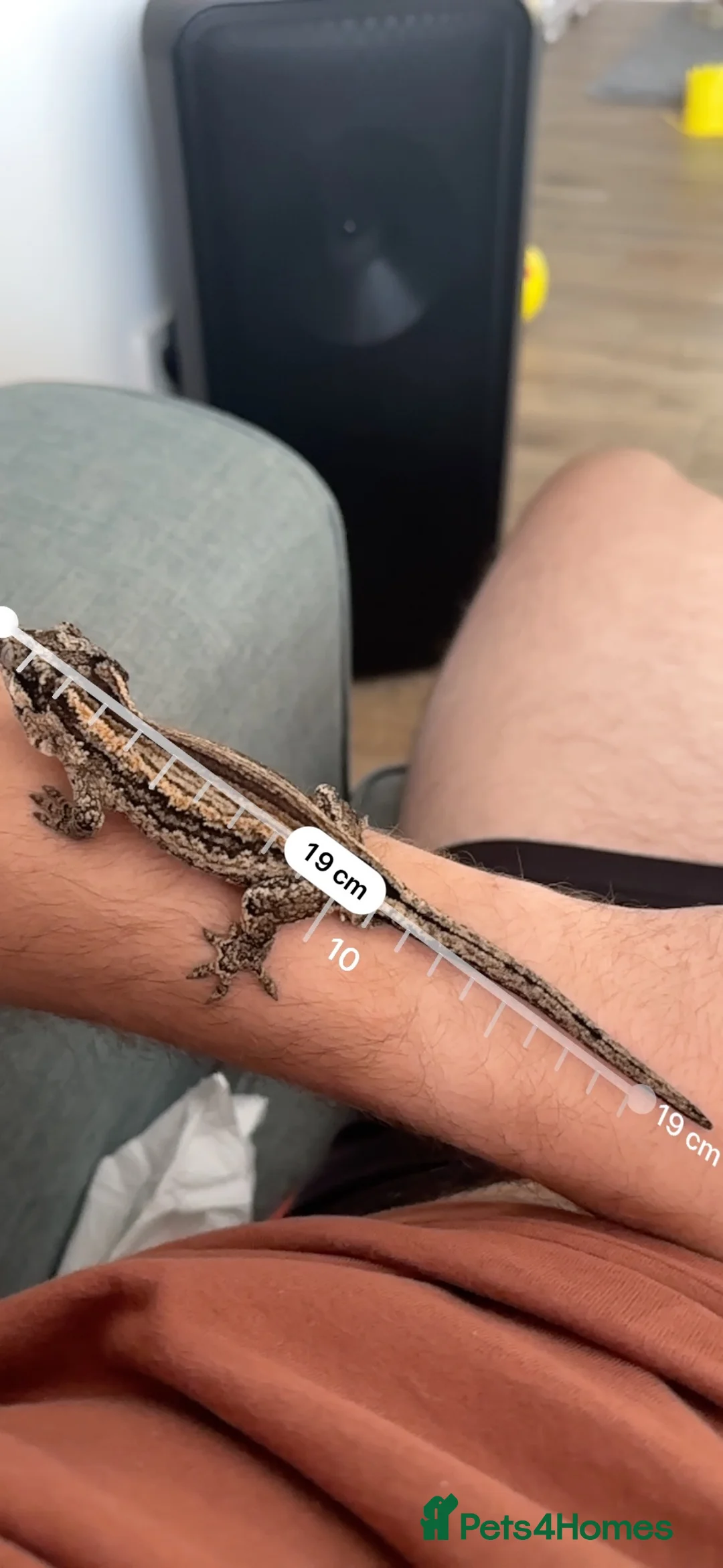 Gecko reptiles for sale: Red Striped Gargoyle Gecko - Male in Bishop's Stortford - Advert 4