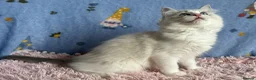 Ragdoll cats for sale: Beautiful TICA Registered Ragdoll Kittens - Advert 18