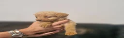 Labradoodle dogs for sale: Labradoodles  - Advert 21