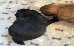Mixed Breed dogs for sale: Stunning Toy Shihpoo Pom Puppies ready to reserve - Image 8