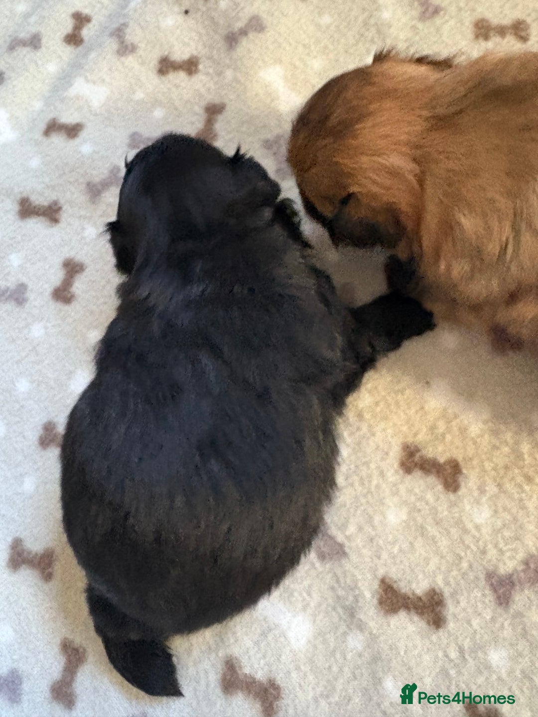 Mixed Breed dogs for sale: Stunning Toy Shihpoo Pom Puppies ready to reserve - Image 8