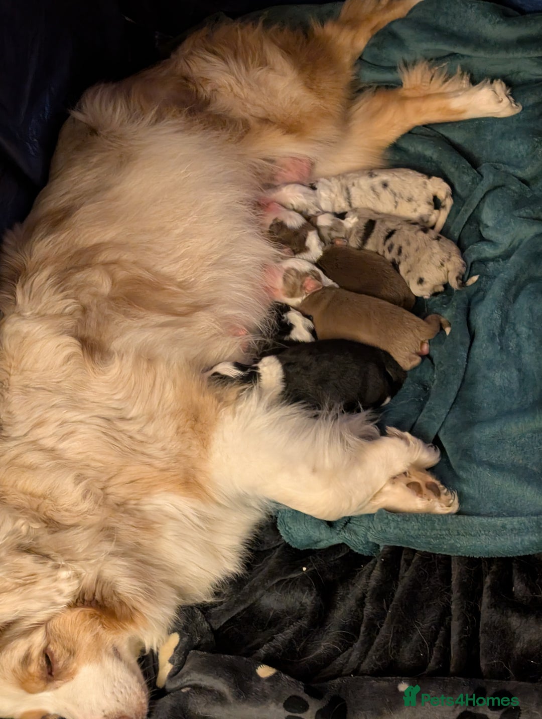 Australian Shepherd dogs for sale: Australian Shepherd Puppies- Litter Born Late July - Image 4