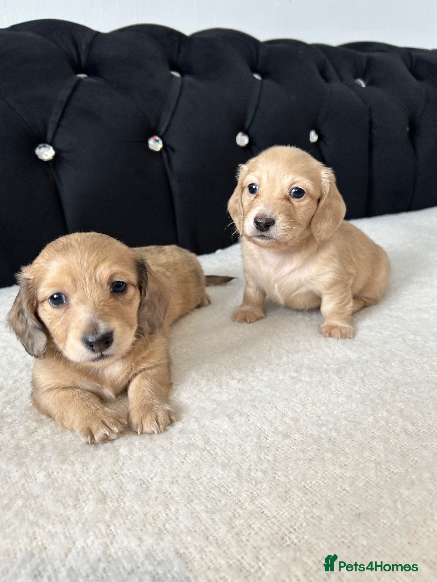 Dachshund dogs for sale: Long hair dachshund  - Advert 23